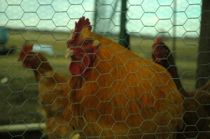 A Happy Rooster at Happy Hens Organic non-soy non-GMO Chicken Feed